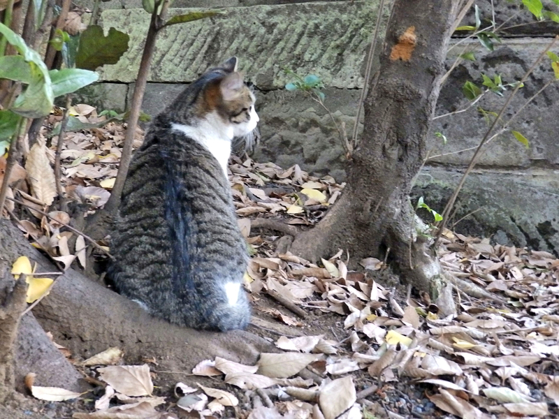 f:id:garadanikki:20211125152642j:plain