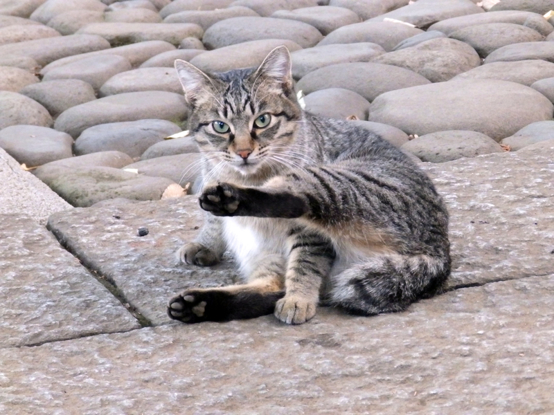 f:id:garadanikki:20211125152647j:plain