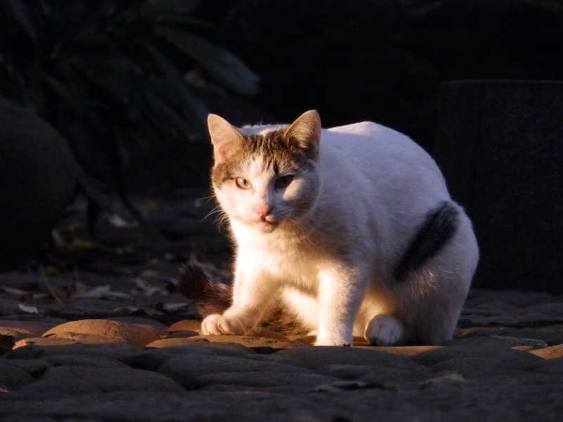 f:id:garadanikki:20211125152652j:plain