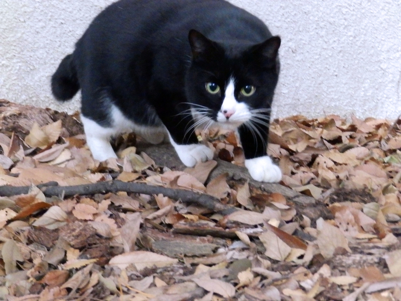 f:id:garadanikki:20211127133529j:plain