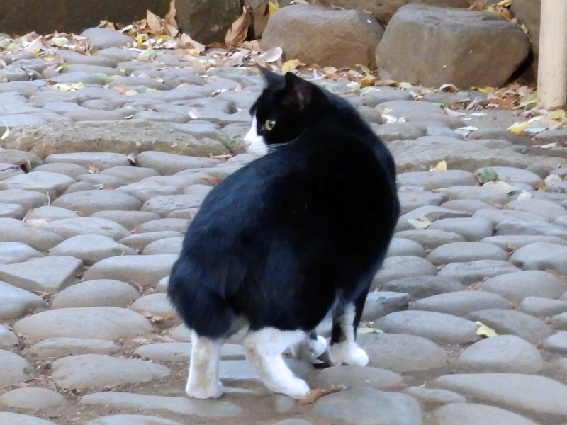 f:id:garadanikki:20211127133548j:plain