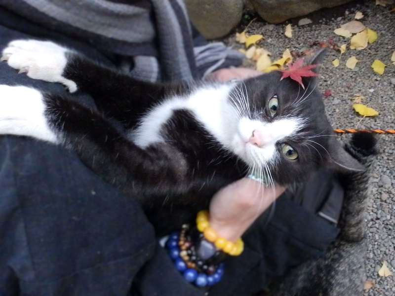 f:id:garadanikki:20211127133559j:plain