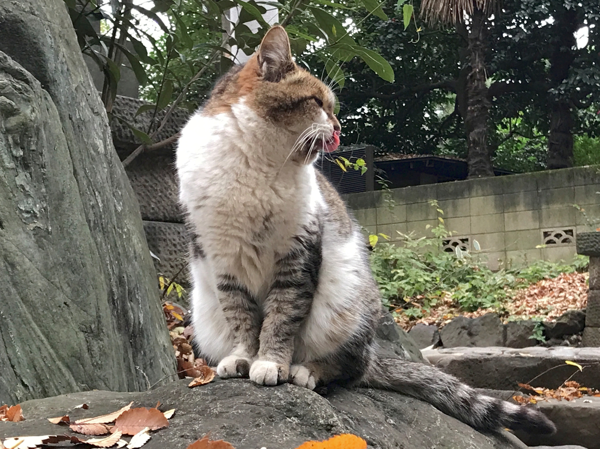 f:id:garadanikki:20211207111601j:plain