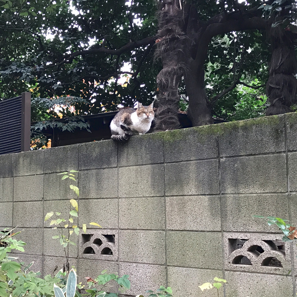 f:id:garadanikki:20211207112732j:plain