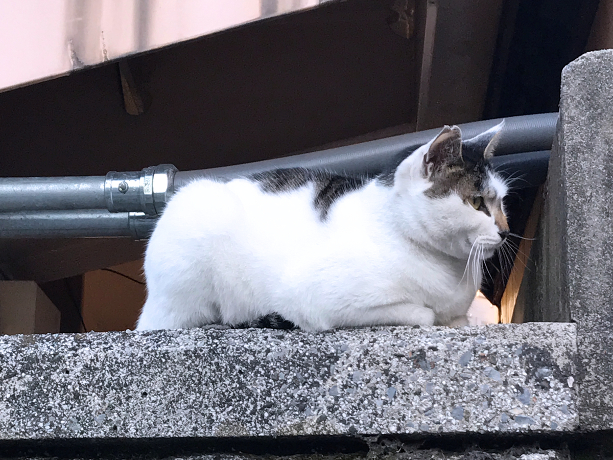 f:id:garadanikki:20211215155313j:plain