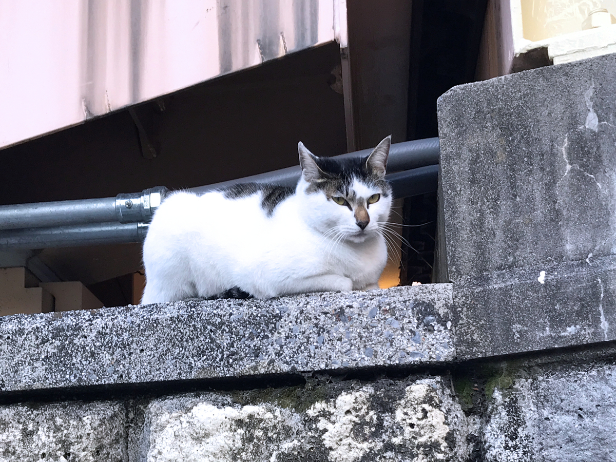 f:id:garadanikki:20211215155319j:plain