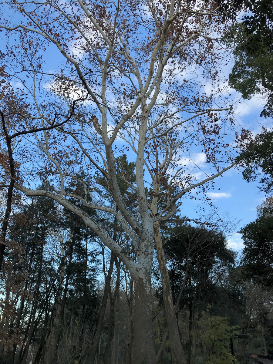 f:id:garadanikki:20211223151325j:plain