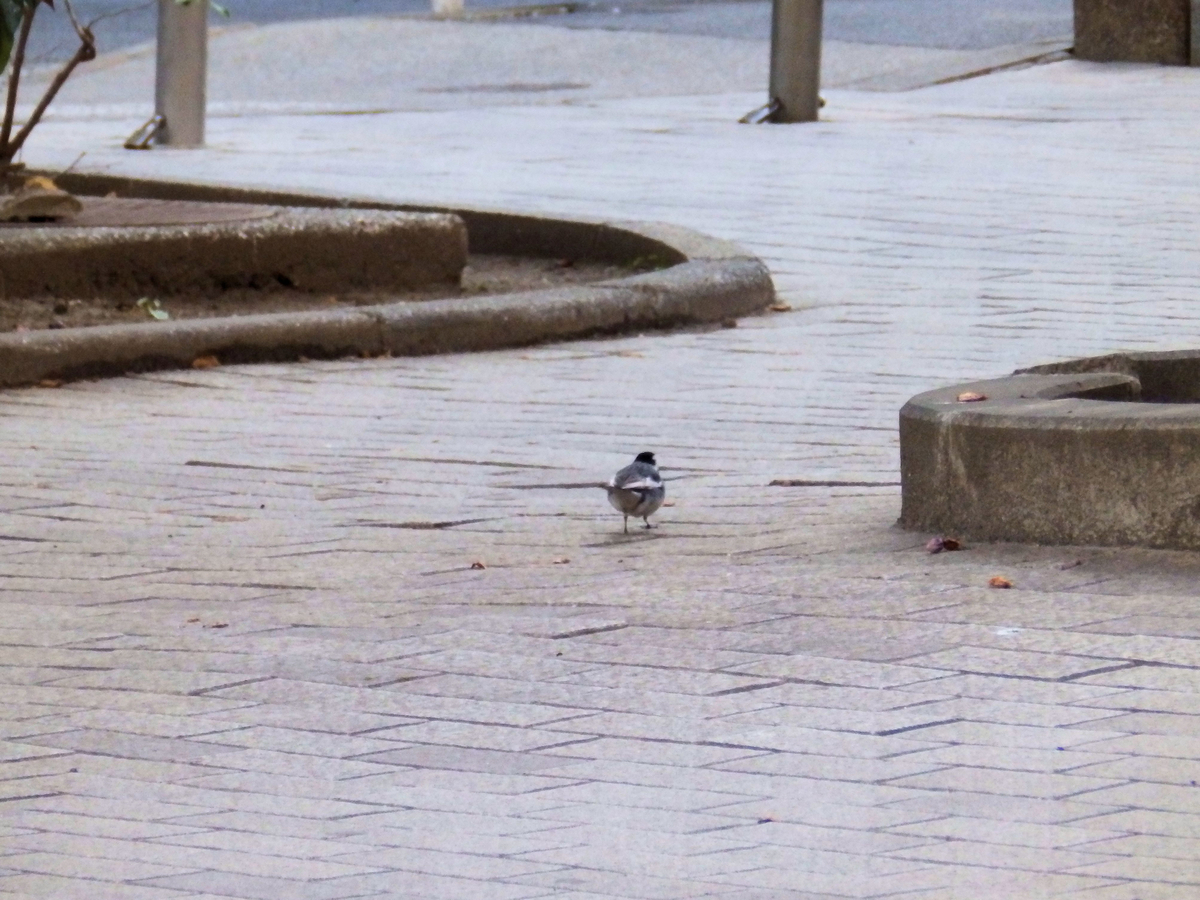 f:id:garadanikki:20220123093533j:plain
