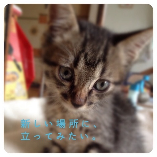 f:id:garajimajon:20171117004542j:image