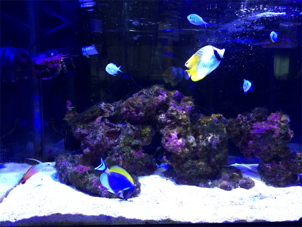 f:id:garajimajon:20180511202711j:image:w400