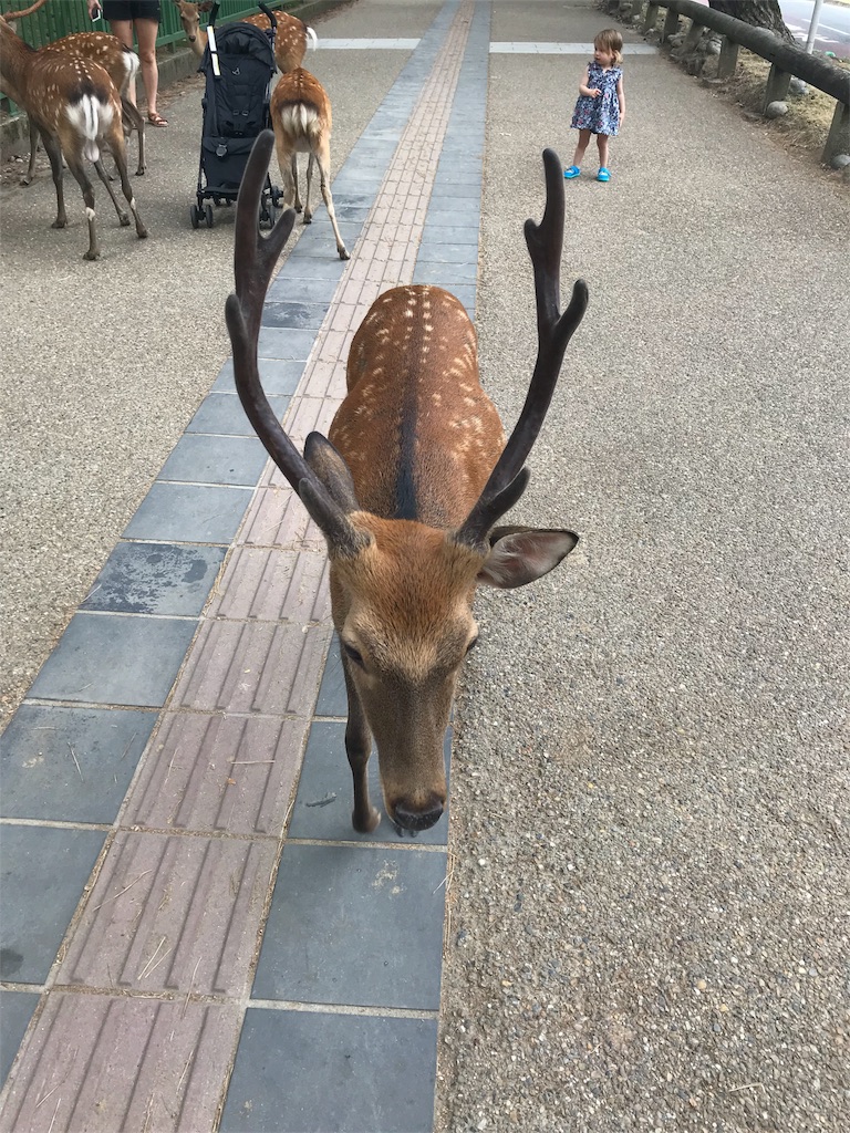 f:id:garajimajon:20180816001756j:image:w200 f:id:garajimajon:20180816001756j:image:w200