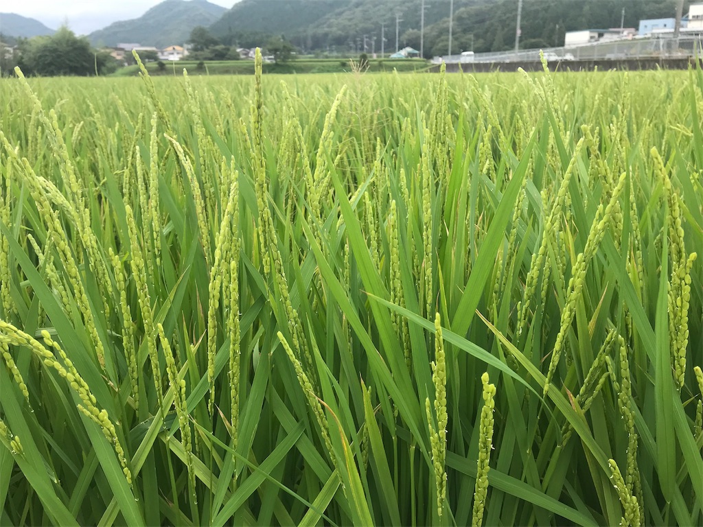f:id:garajimajon:20190823231719j:image:w300