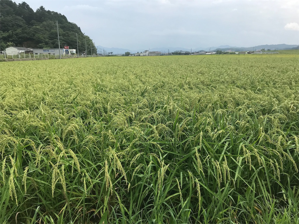 f:id:garajimajon:20190823231948j:image:w300