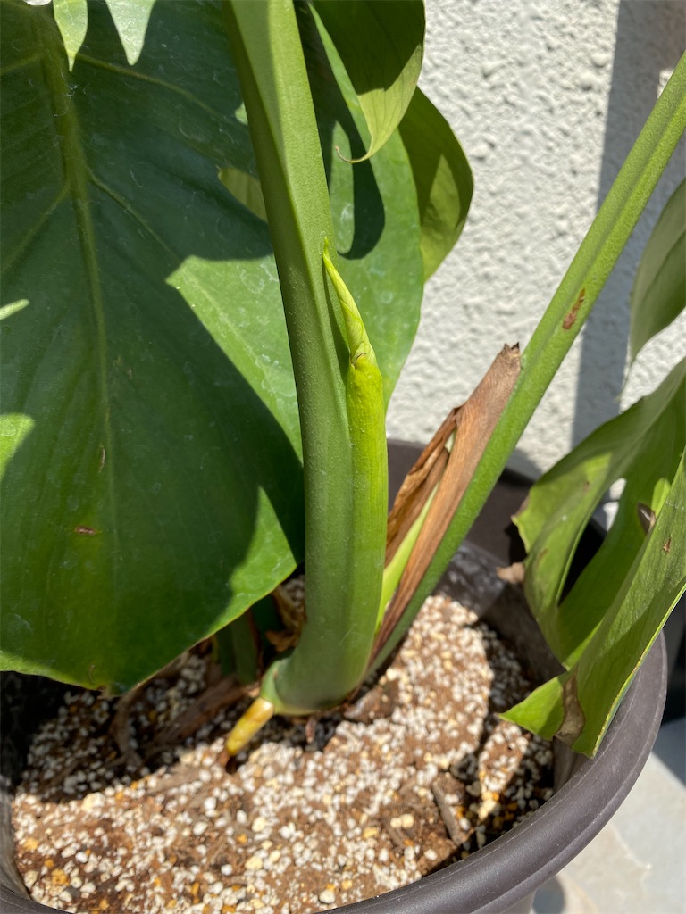 f:id:garajimajon:20200514004042j:image:w250