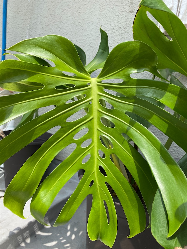 f:id:garajimajon:20200531014718j:image:w250