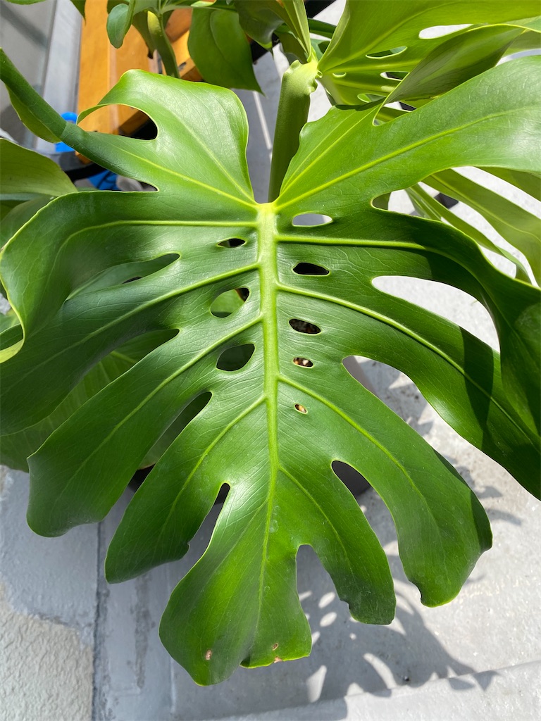 f:id:garajimajon:20200531014736j:image:w250