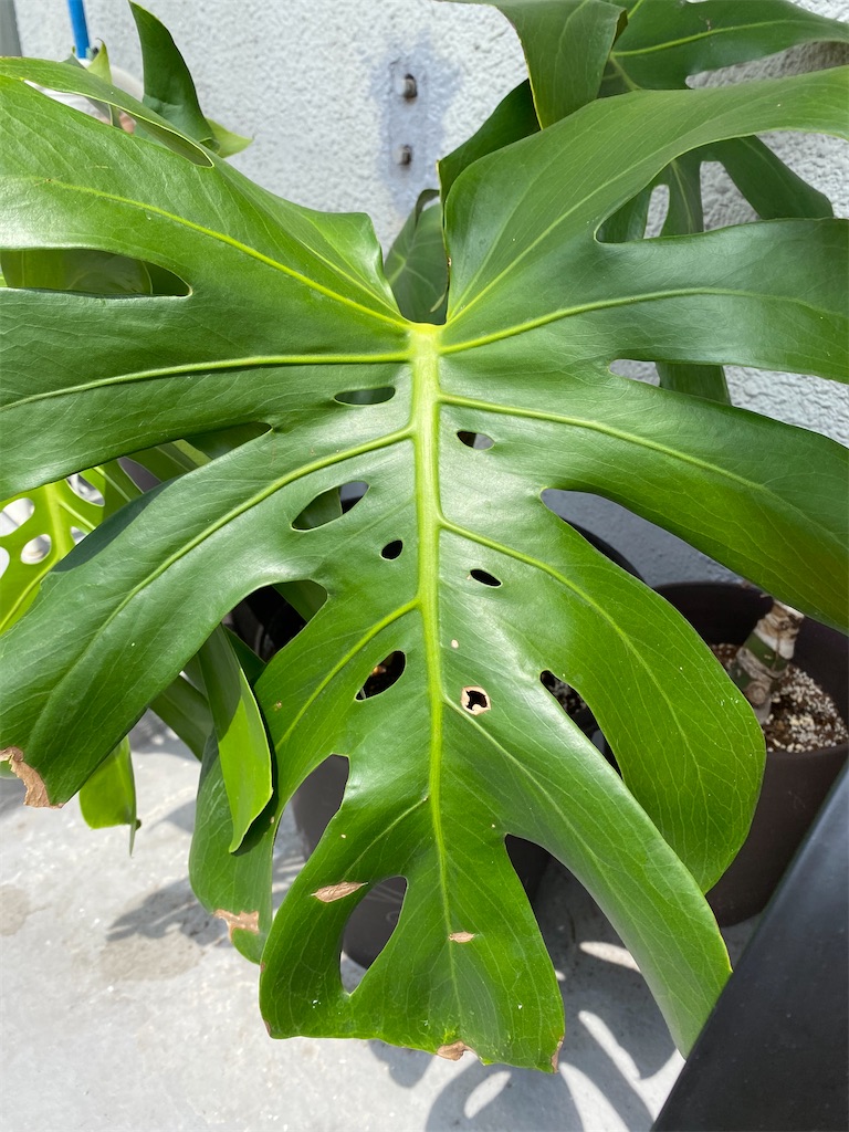 f:id:garajimajon:20200531014740j:image:w250