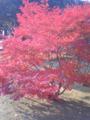 紅葉