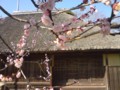 尾形家住宅と梅の花