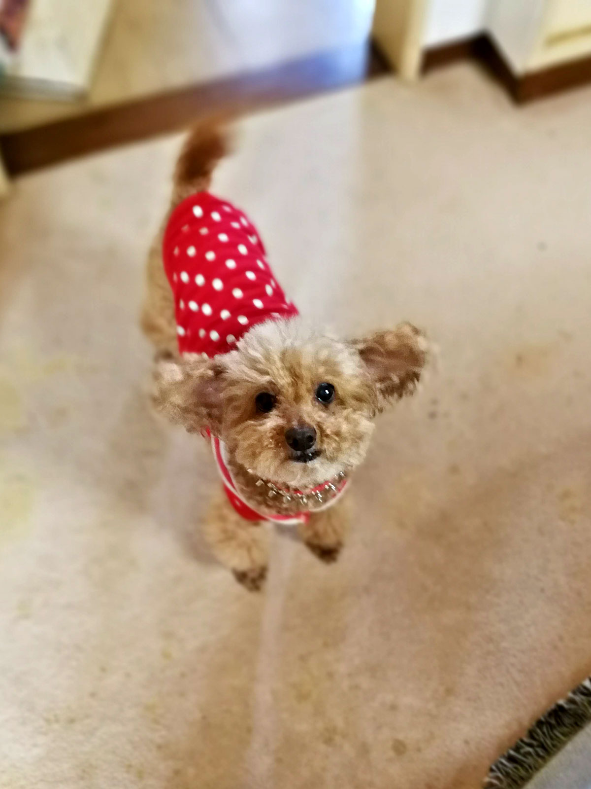 正男邸での超シングルズ ホームパーティ