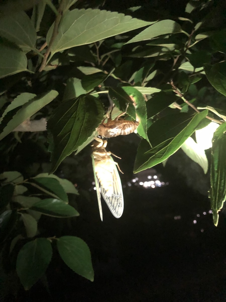 f:id:garamumasala1217:20190911023950j:plain f:id:garamumasala1217:20190911023950j:plain
