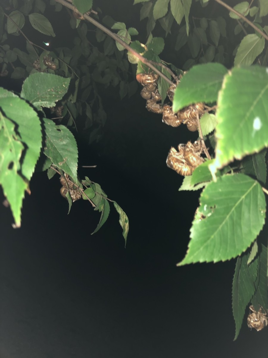 f:id:garamumasala1217:20190911024126j:plain f:id:garamumasala1217:20190911024126j:plain