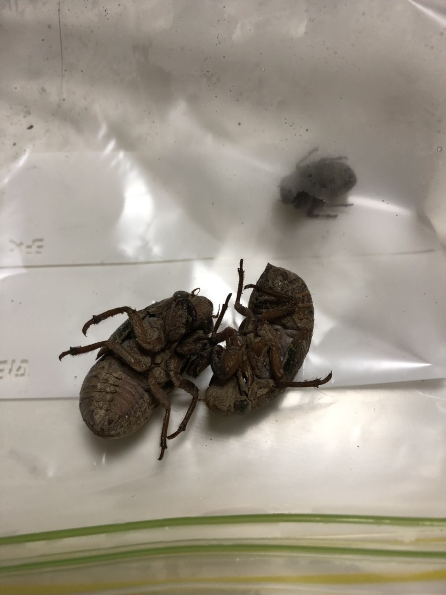 f:id:garamumasala1217:20190911024339j:plain f:id:garamumasala1217:20190911024339j:plain