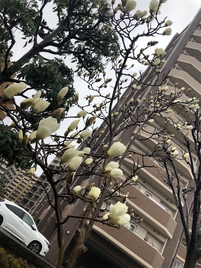 f:id:garamumasala1217:20200301221258j:plain f:id:garamumasala1217:20200301221258j:plain