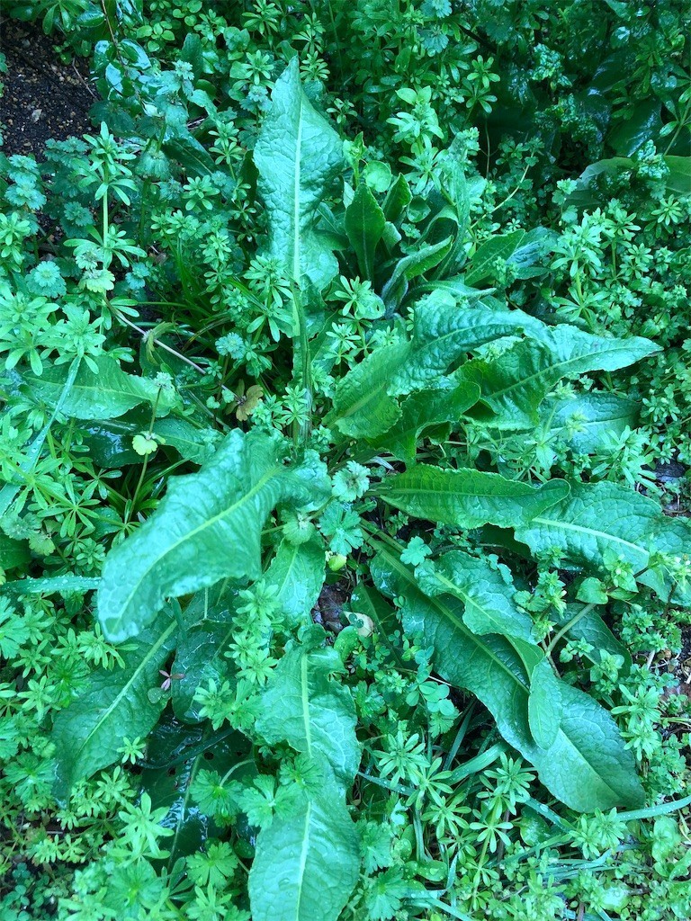 f:id:garamumasala1217:20200301230625j:image f:id:garamumasala1217:20200301230625j:image