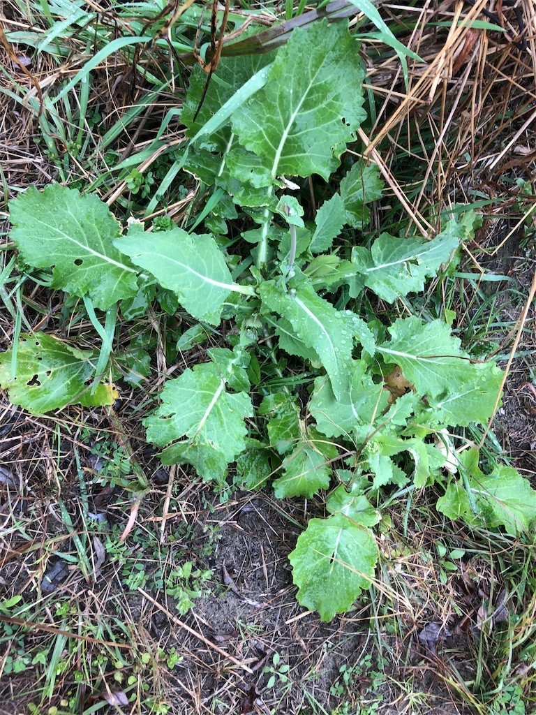 f:id:garamumasala1217:20200301230656j:image f:id:garamumasala1217:20200301230656j:image