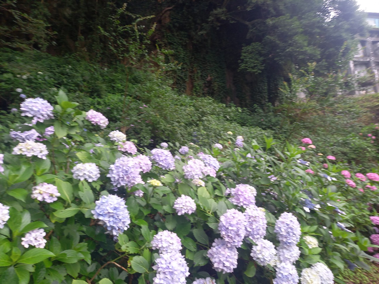 f:id:garasann:20260707074208j:image