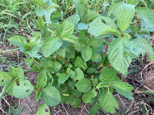 f:id:garden19:20220819181925j:image