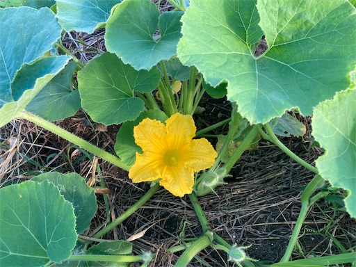 f:id:garden19:20220904170423j:image