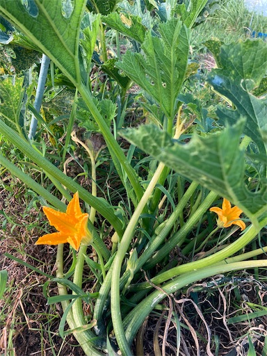 f:id:garden19:20220904170448j:image