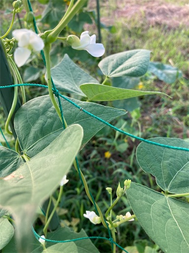 f:id:garden19:20220904170603j:image