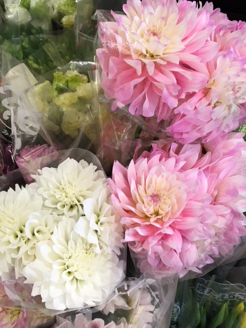 f:id:gardenforhsp:20180121225108j:plain