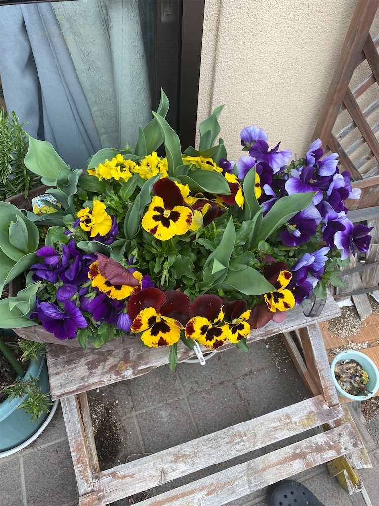 f:id:gardenharmony:20250401232954j:image