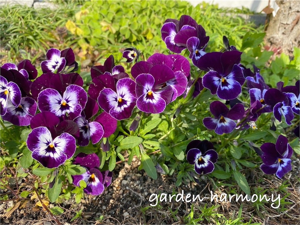 f:id:gardenharmony:20250418054231j:image
