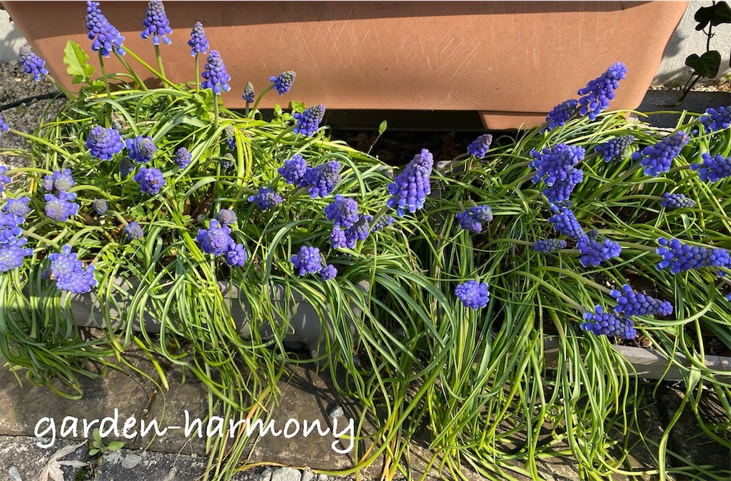 f:id:gardenharmony:20250418054250j:image