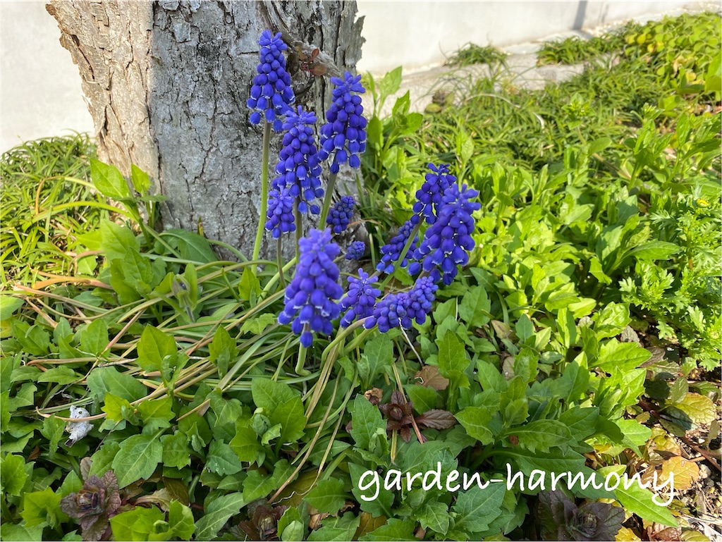 f:id:gardenharmony:20250418054337j:image