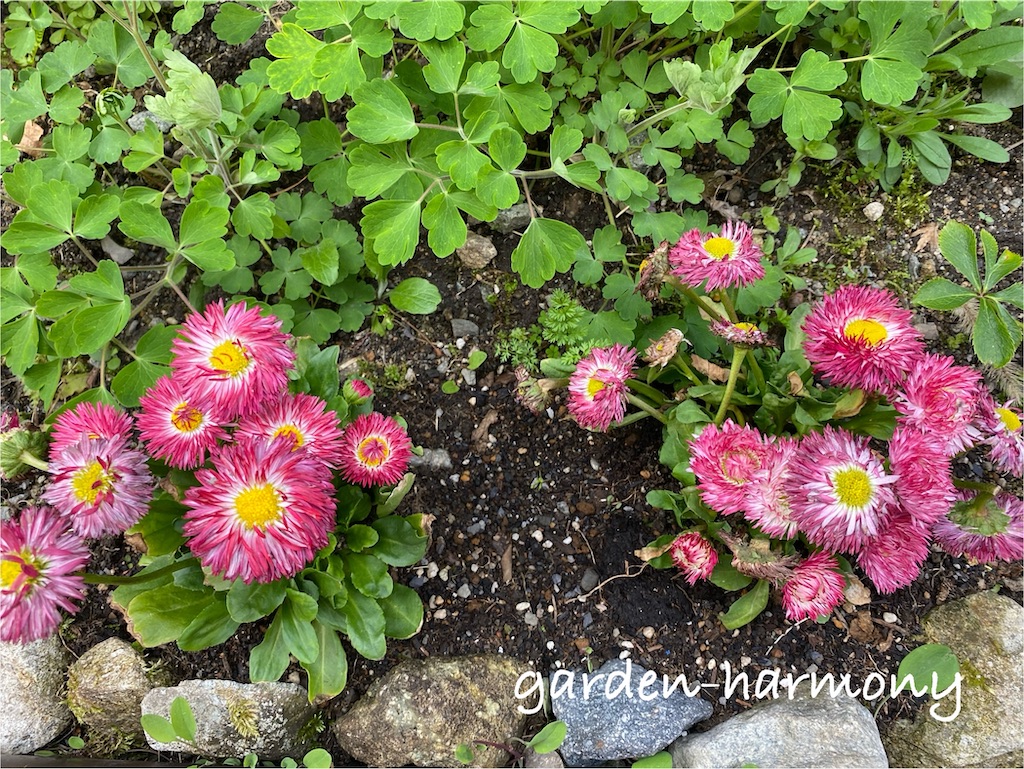 f:id:gardenharmony:20250418060126j:image