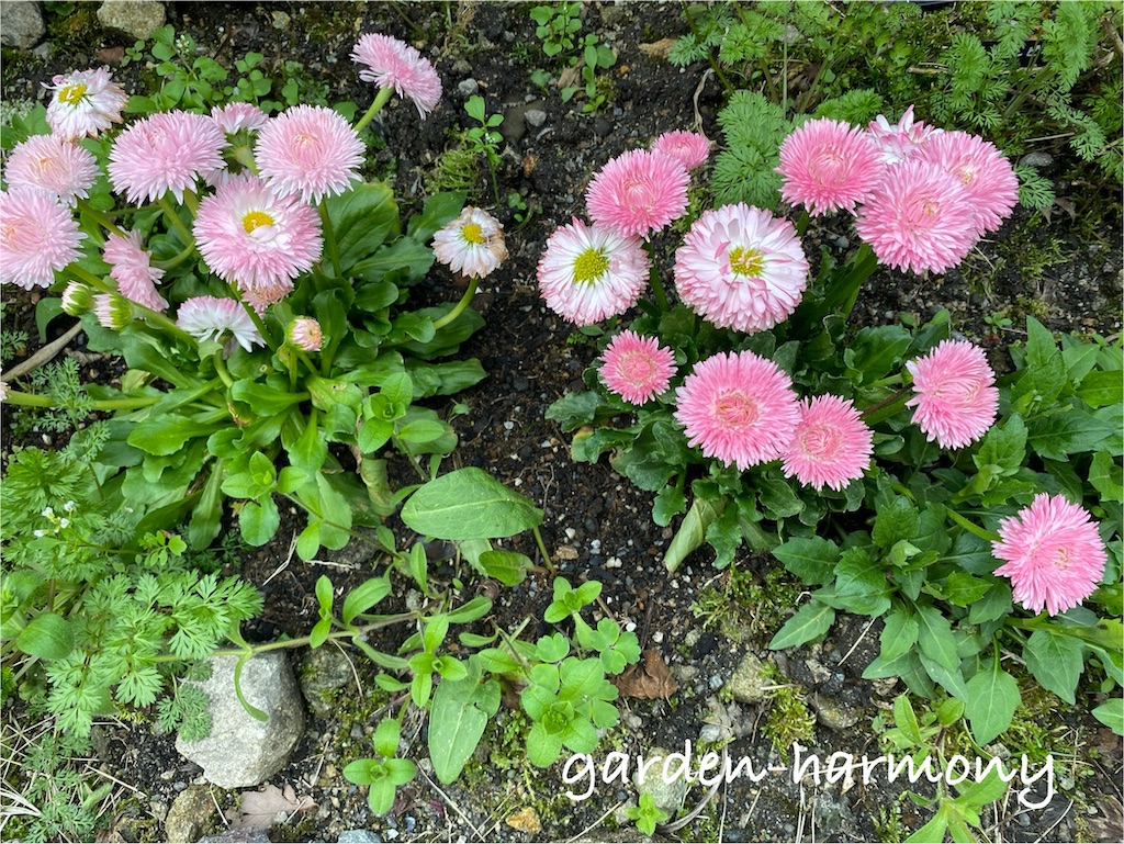 f:id:gardenharmony:20250418060129j:image