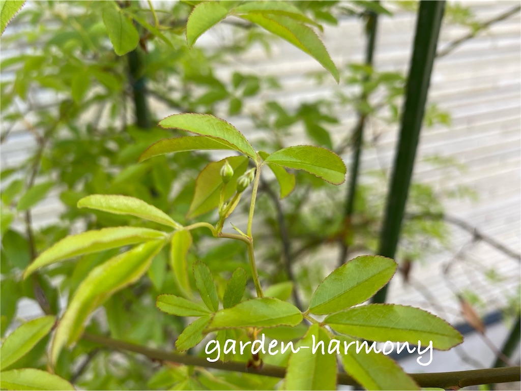 f:id:gardenharmony:20250424222728j:image