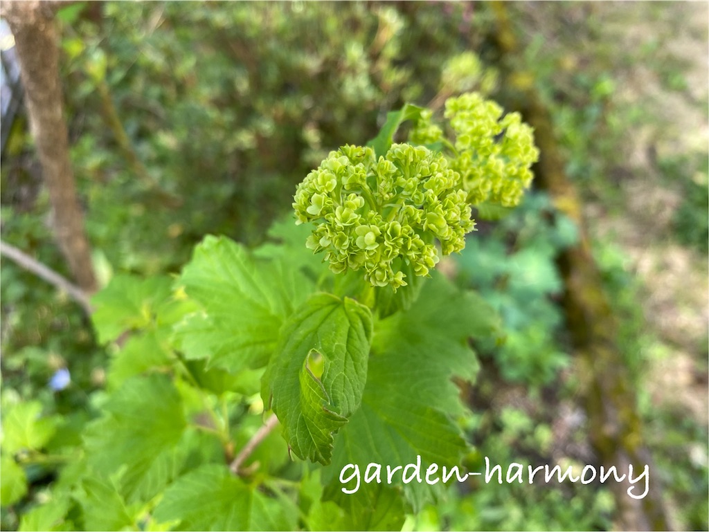 f:id:gardenharmony:20250425133753j:image