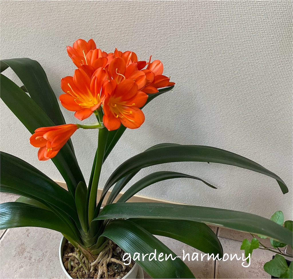 f:id:gardenharmony:20250426055449j:image
