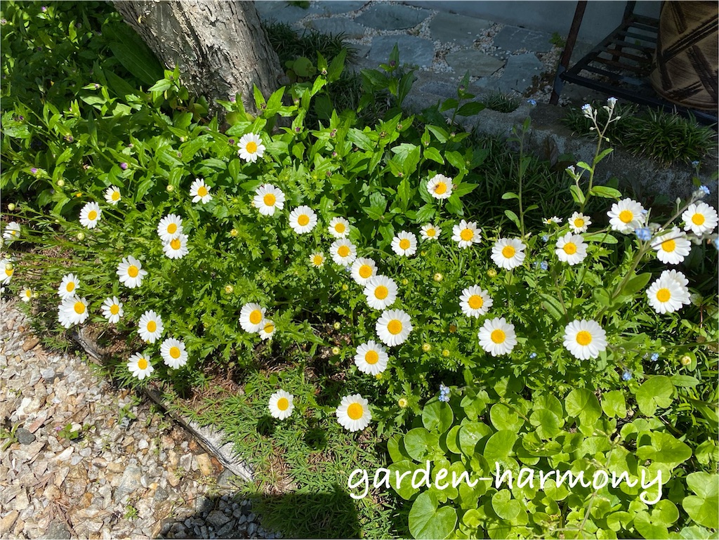 f:id:gardenharmony:20250501230334j:image