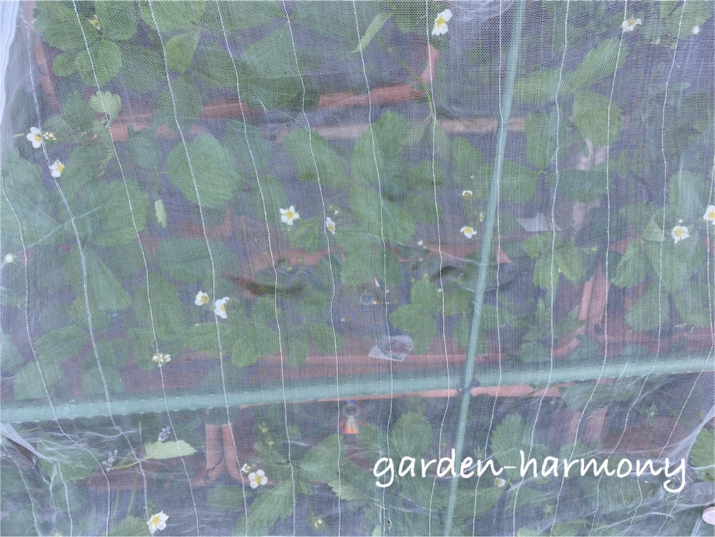 f:id:gardenharmony:20250501230338j:image