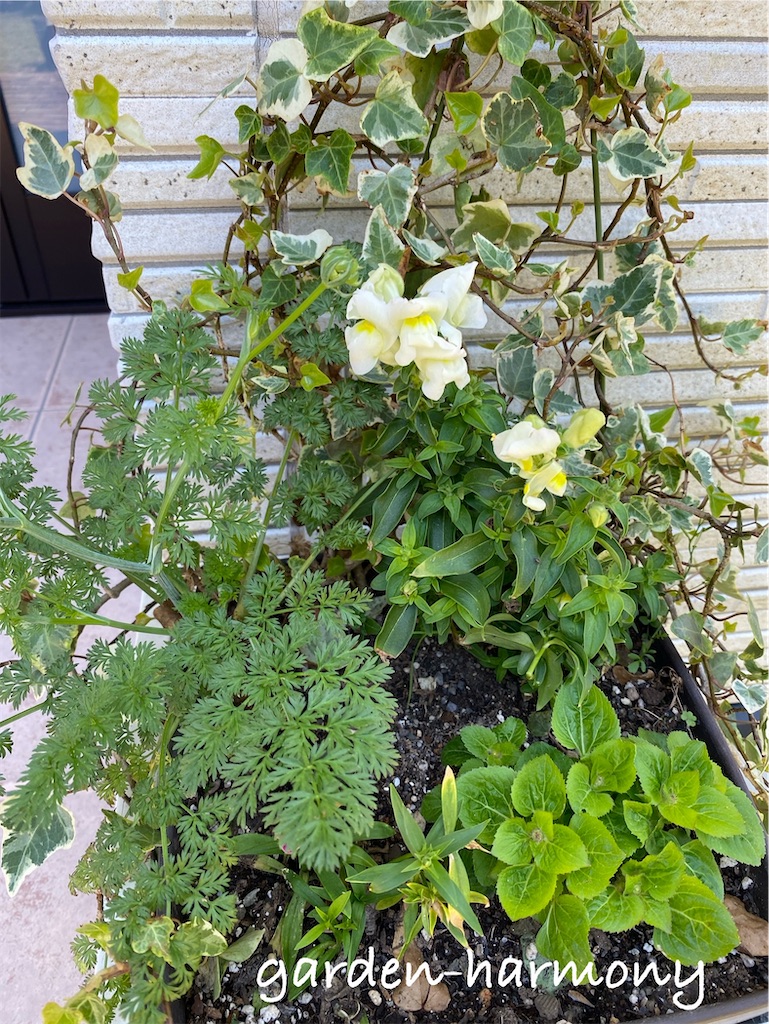 f:id:gardenharmony:20250501230342j:image