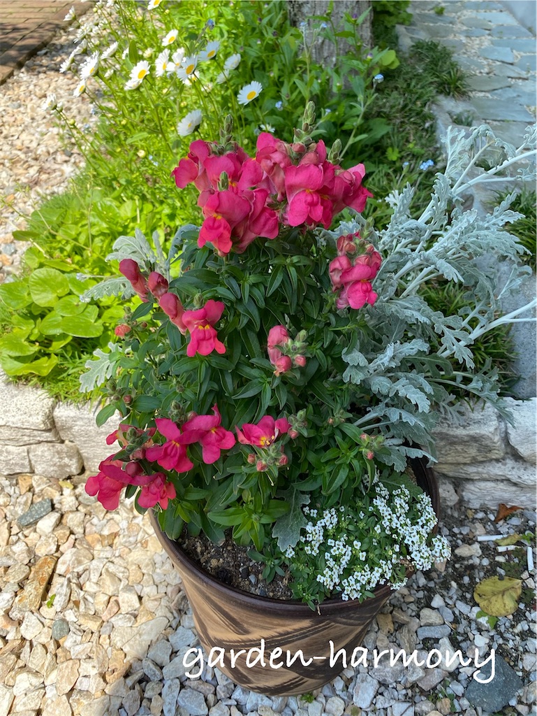f:id:gardenharmony:20250501230347j:image
