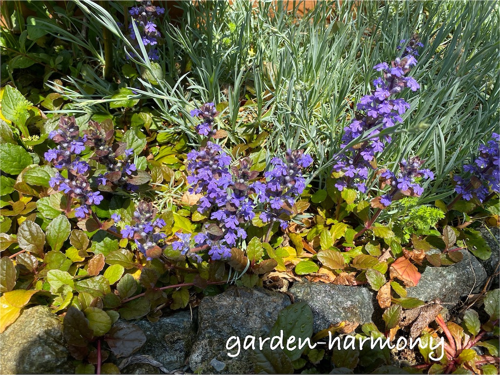 f:id:gardenharmony:20250501230352j:image